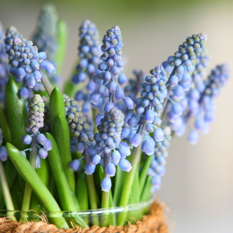 MUSCARI-brevlåda-blommor