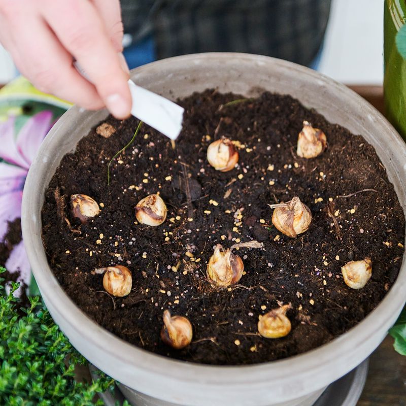 BLOOMBOTANICAL-blomsterlökar-gåvor