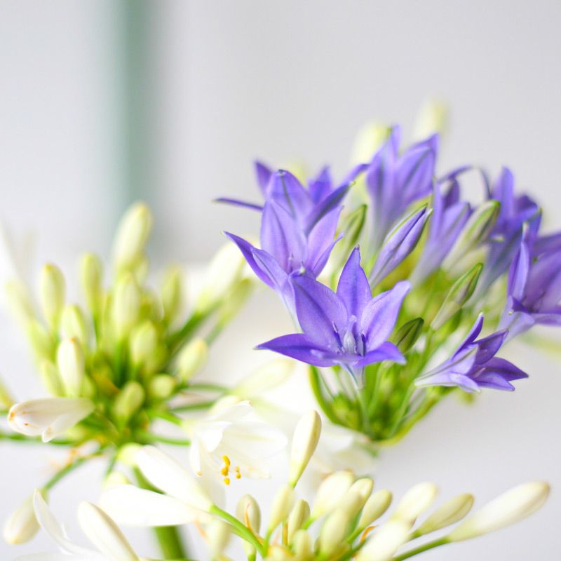 backend-media_library.no_image_found