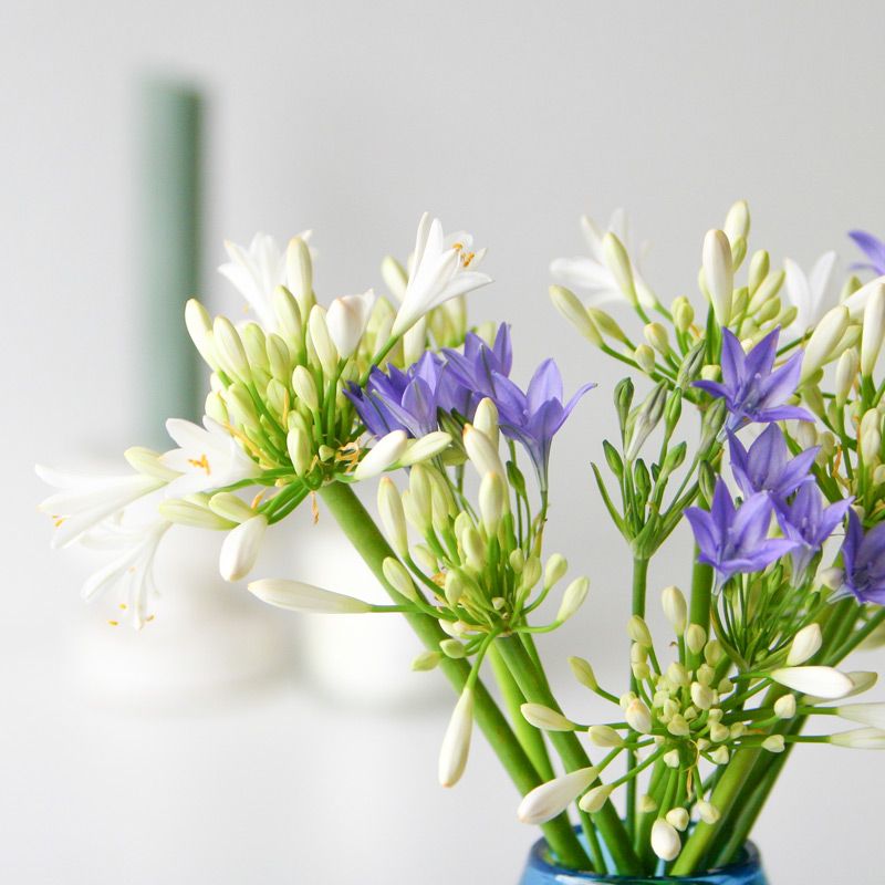 backend-media_library.no_image_found