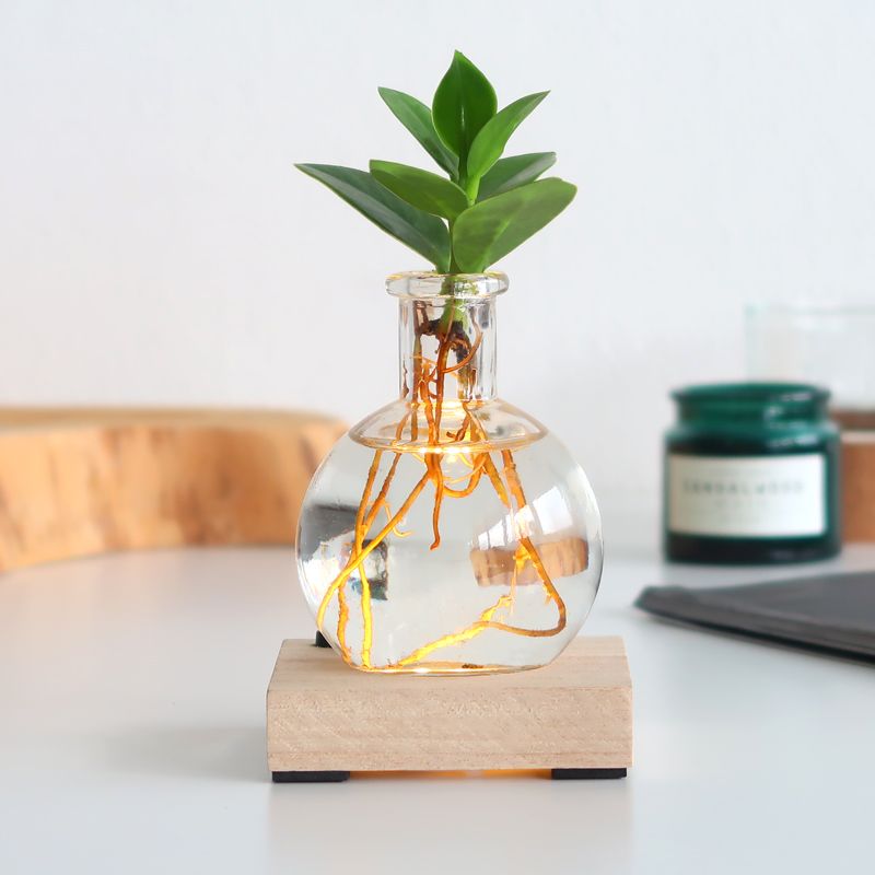 lichtplantje-planten