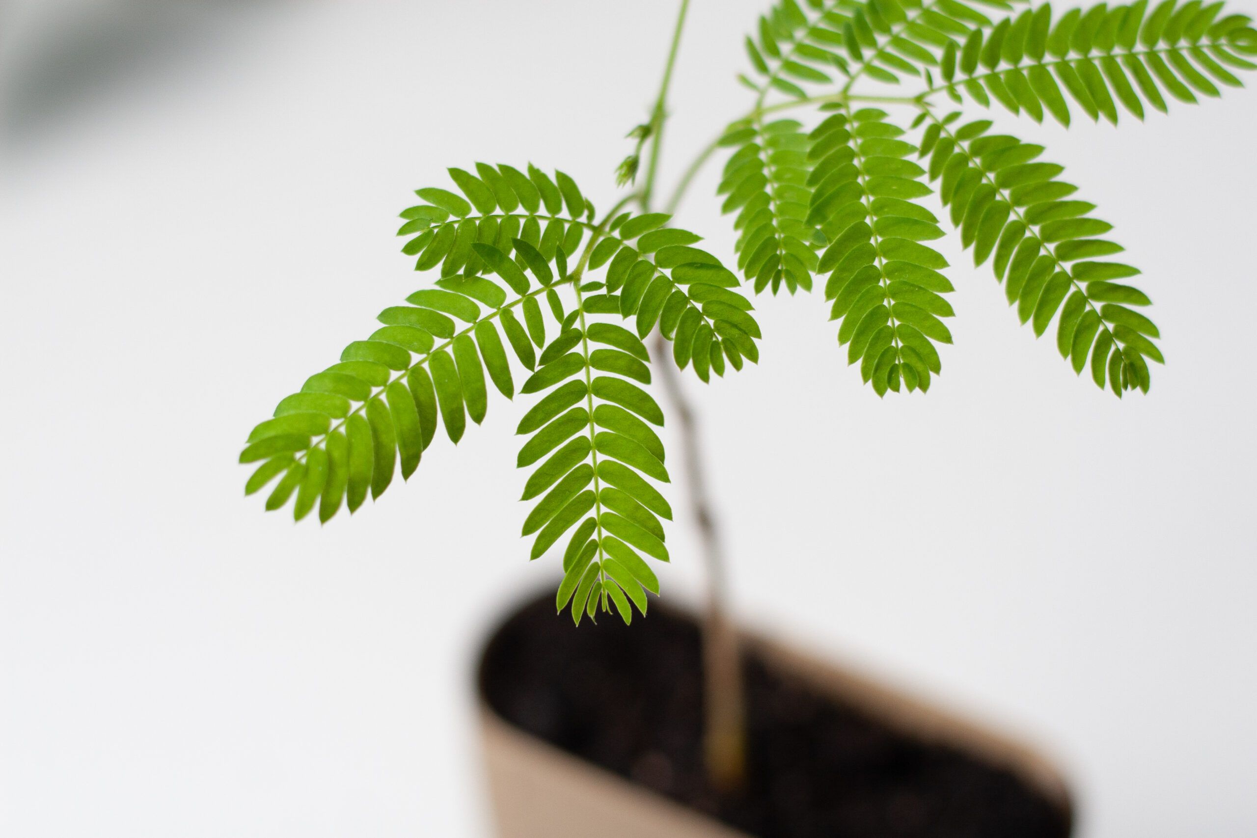 Albizia-Brievenbus-bomen
