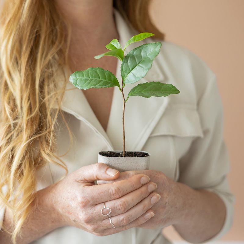 Theeplant per post sturen als cadeau schoonmoeder