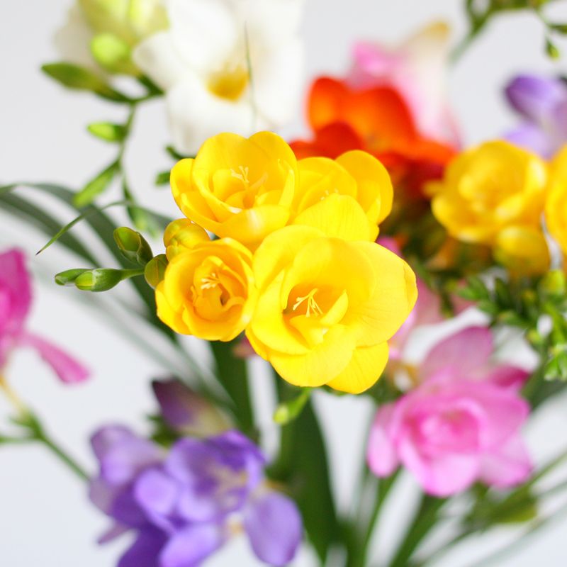 freesias-brievenbus-bloemen