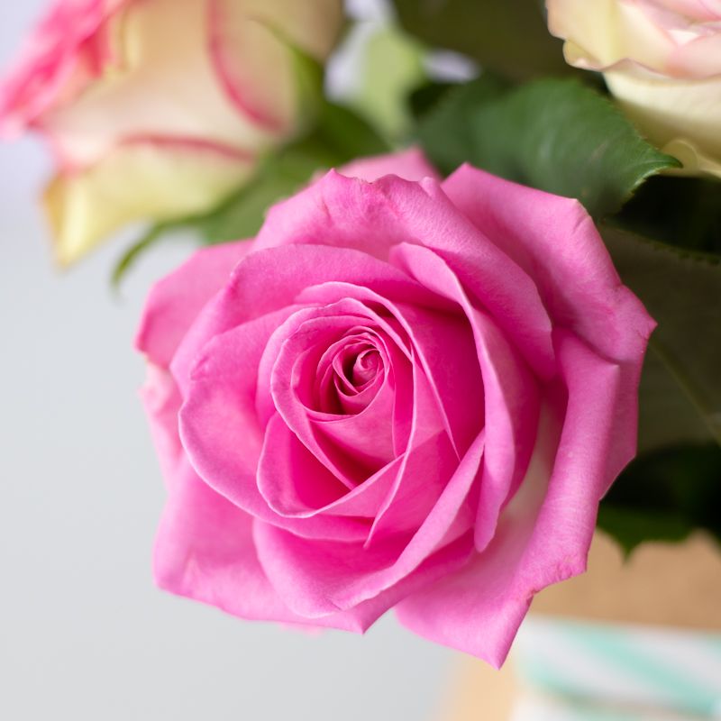 backend-media_library.no_image_found