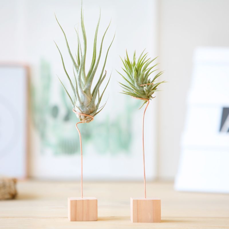airplants-plant-gifts