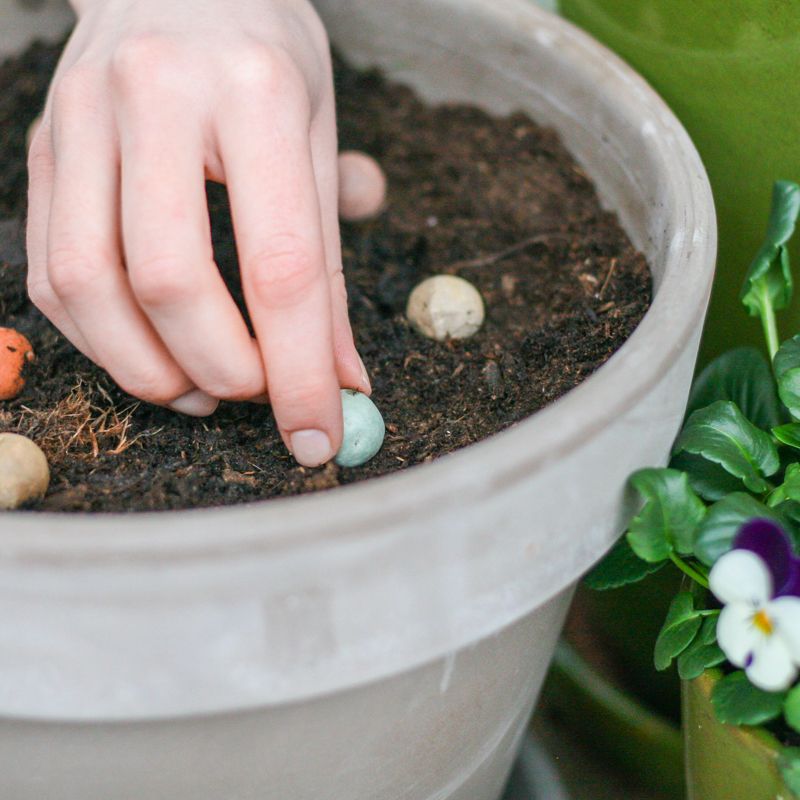 colour-garden-seeds-gifts