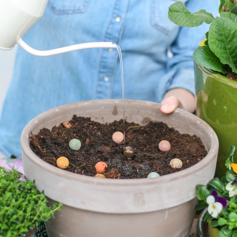 colour-garden-seeds-gifts