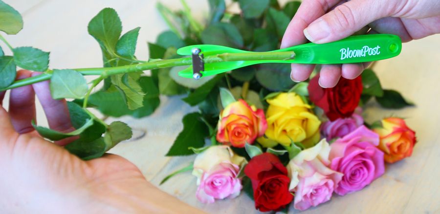 care-letterbox-flowers