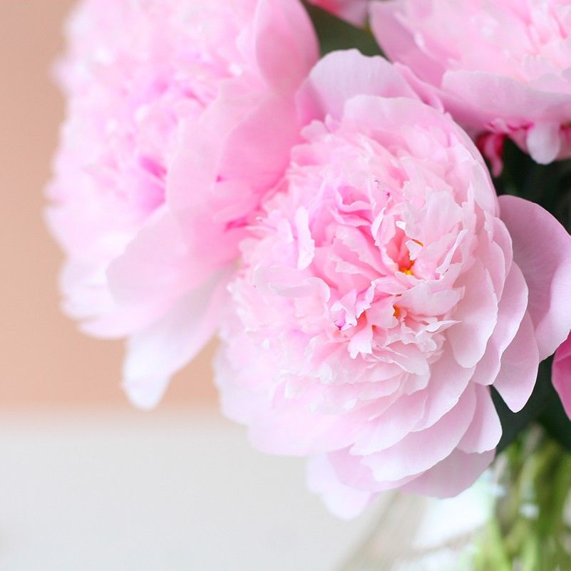 Roze pioenrozen in een glazen vaas