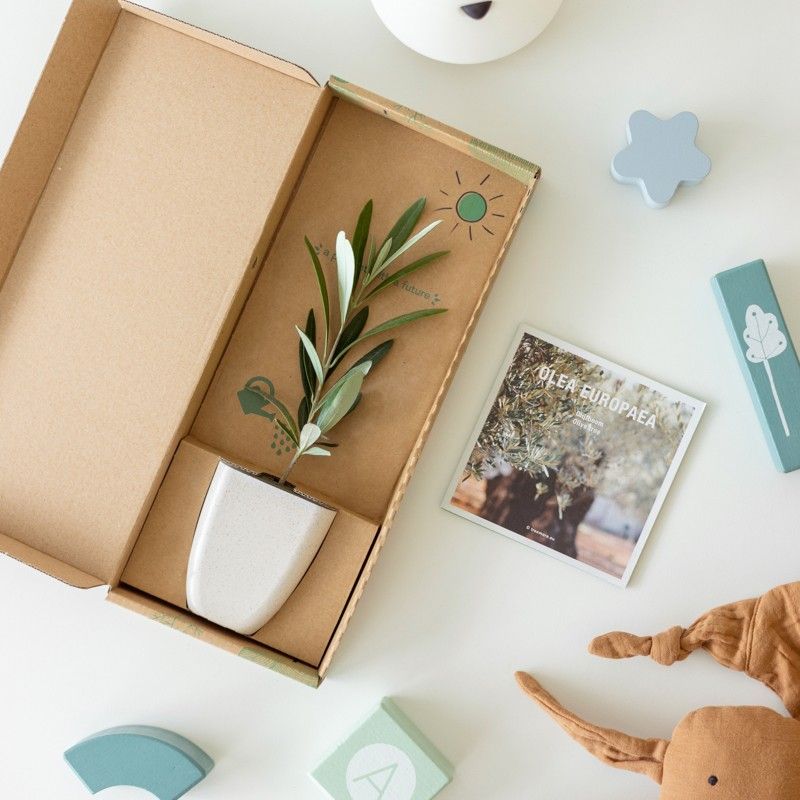 Mini olijfboom in potje gemaakt van olifantsgras