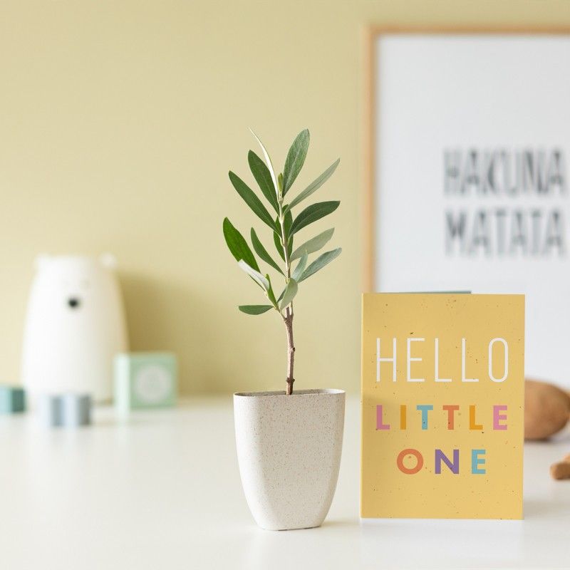 Mini olijfboom in potje gemaakt van olifantsgras