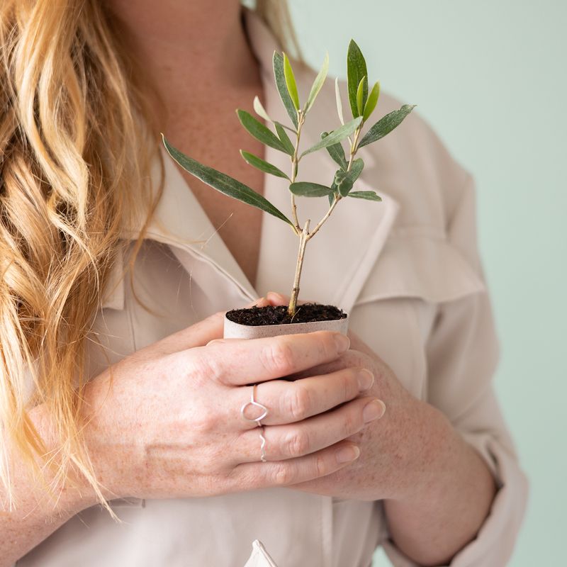 Oliventræ-postasse-træer