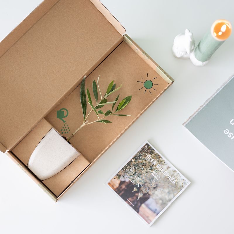 Oliventræ-postasse-træer