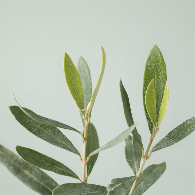 backend-media_library.no_image_found