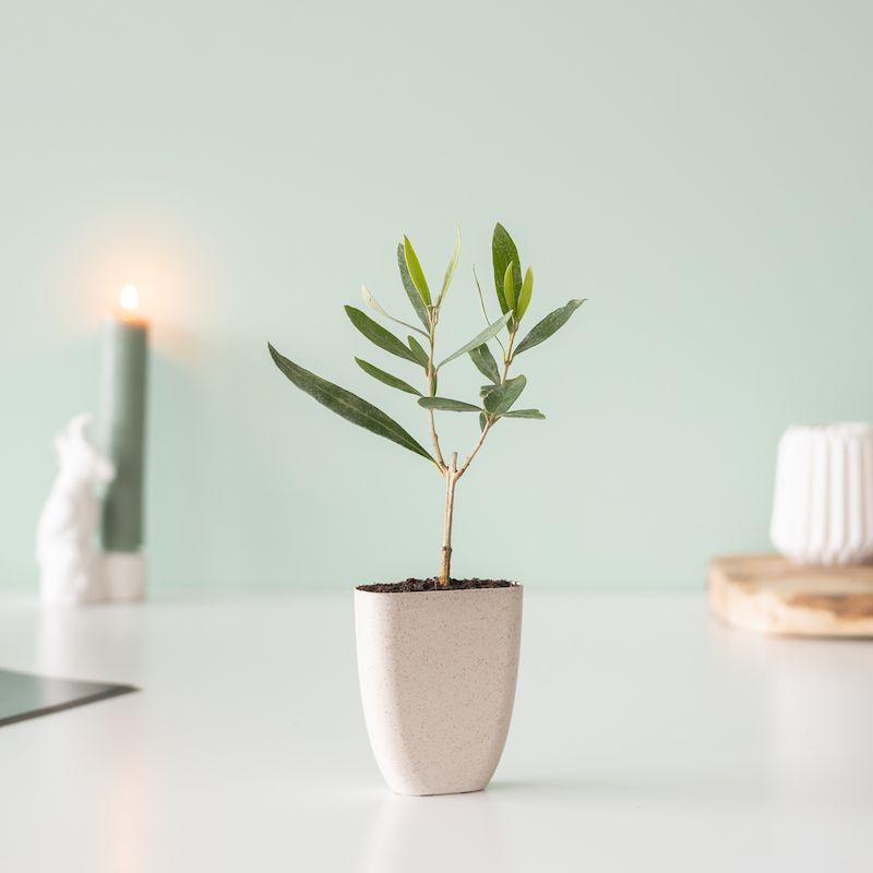 Oliventræ-postasse-træer