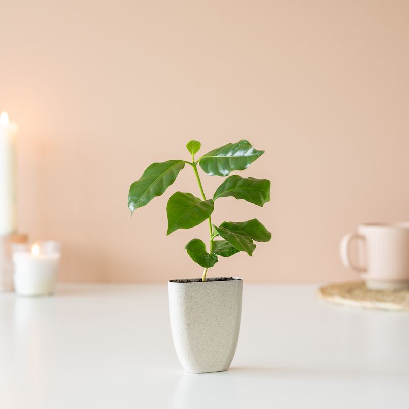 backend-media_library.no_image_found