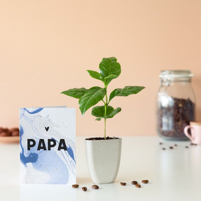 Mini koffieplantje dat door de brievenbus past. Het potje is gemaakt van olifantsgras