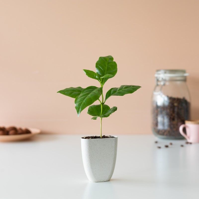 Mini koffieplantje dat door de brievenbus past. Het potje is gemaakt van olifantsgras