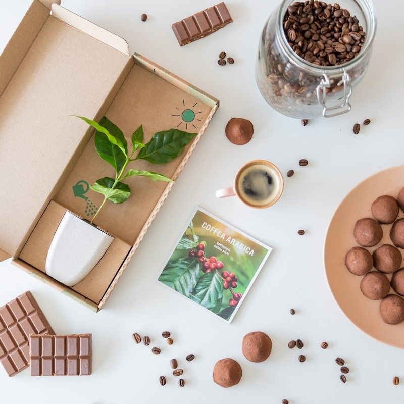 Mini koffieplantje dat door de brievenbus past. Het potje is gemaakt van olifantsgras