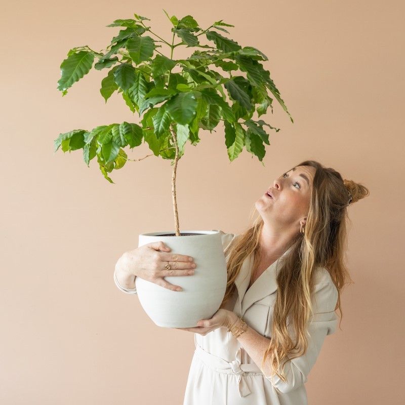 Mini koffieplantje dat door de brievenbus past. Het potje is gemaakt van olifantsgras