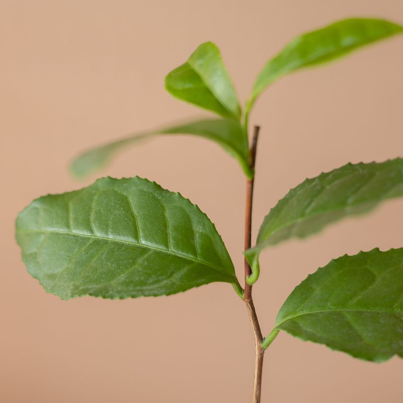 backend-media_library.no_image_found