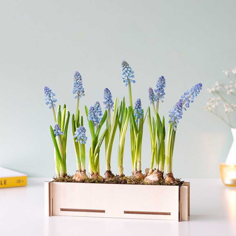 BloomPlantler Muscari - blauwe druifjes - Do it yourself - BloomPost