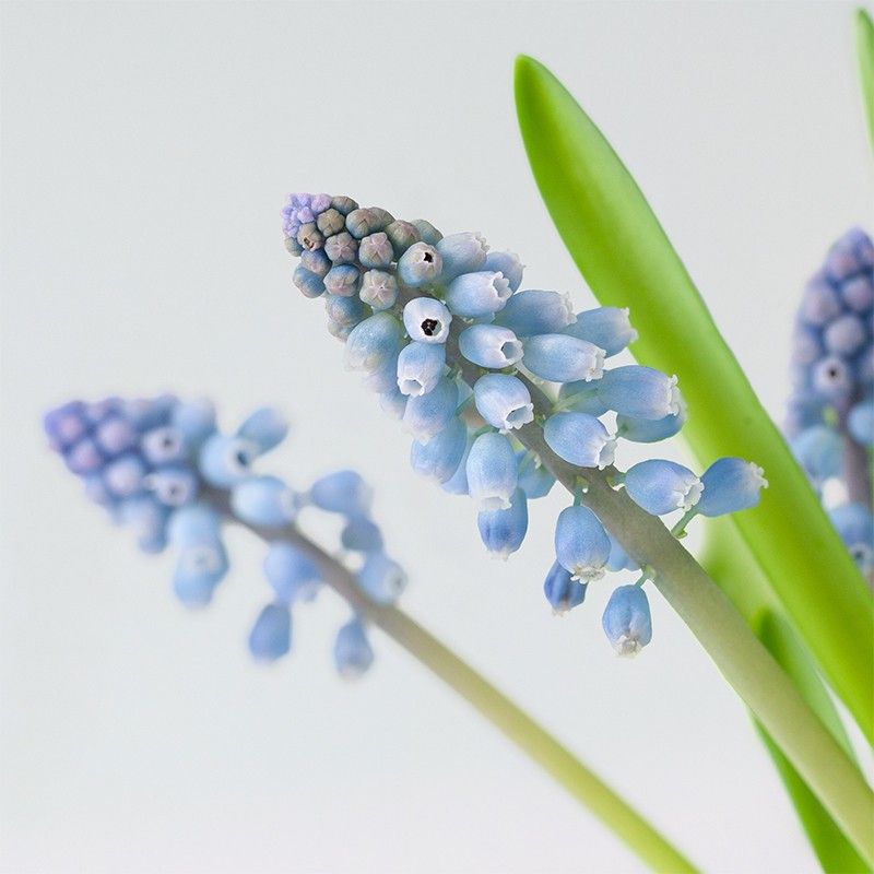 BloomPlantler Muscari - blauwe druifjes - Do it yourself - BloomPost