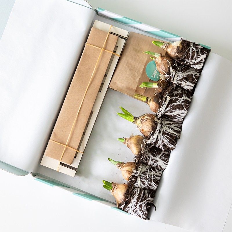 BloomPlantler Muscari - blauwe druifjes - Do it yourself - BloomPost