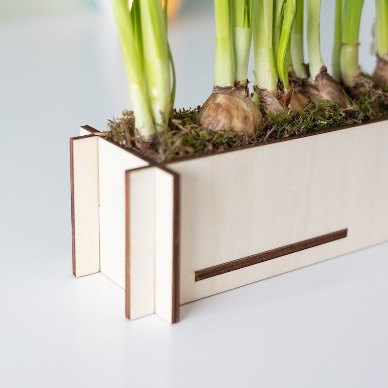 BloomPlantler Muscari - blauwe druifjes - Do it yourself - BloomPost