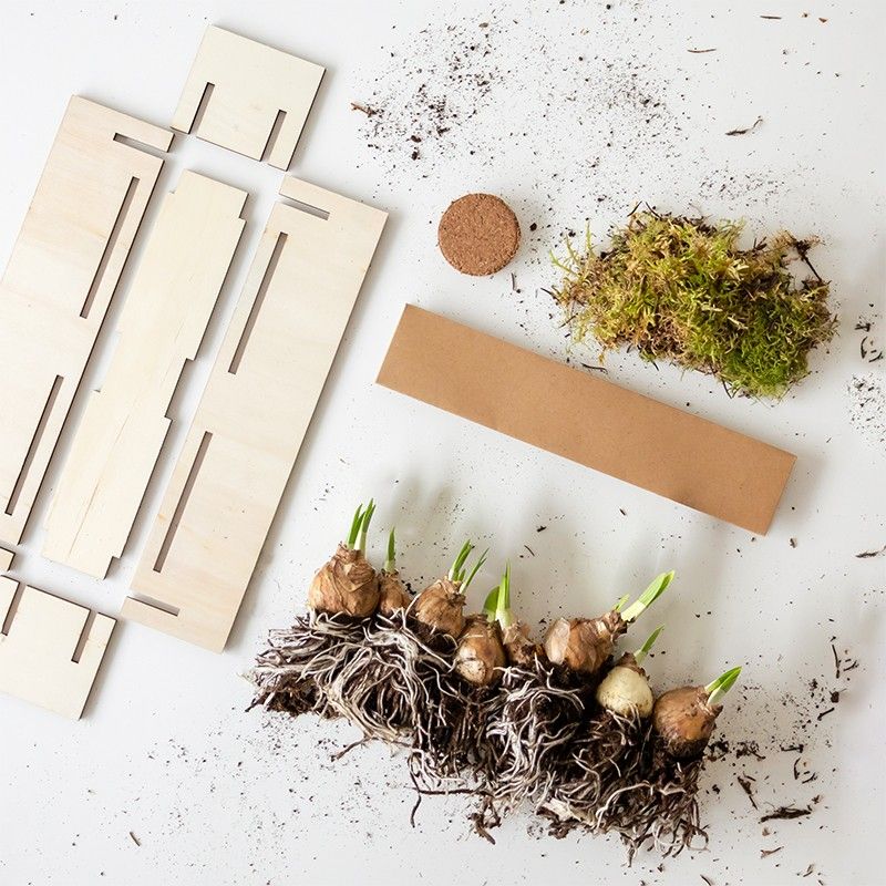 BloomPlantler Muscari - blauwe druifjes - Do it yourself - BloomPost