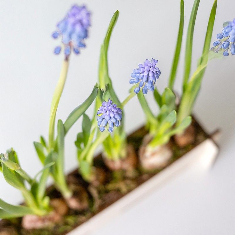 BloomPlantler Muscari - blauwe druifjes - Do it yourself - BloomPost