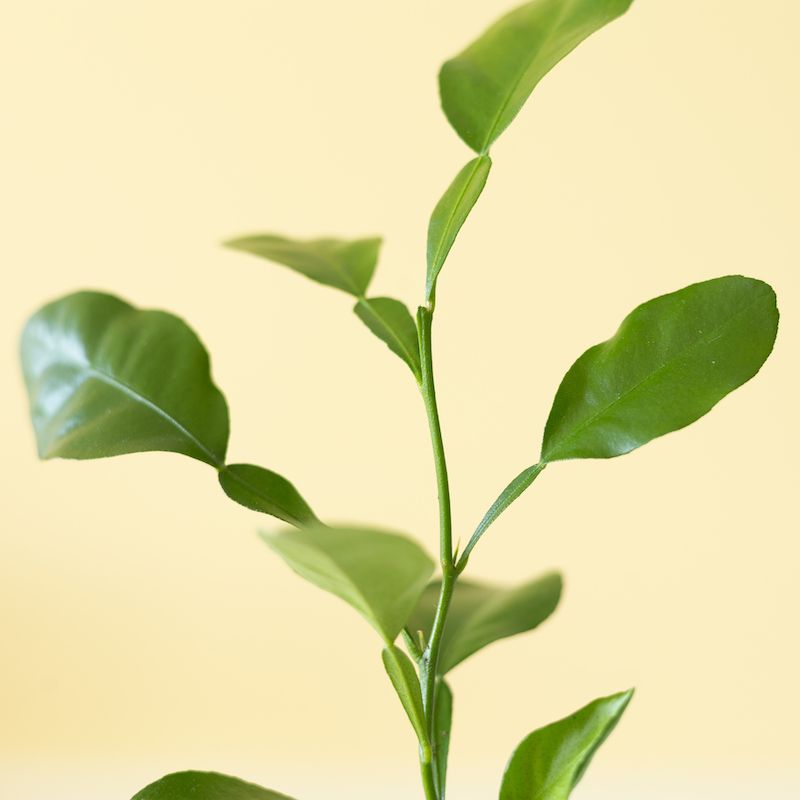 Brievenbus citrusboompje in een potje van olifantsgras
