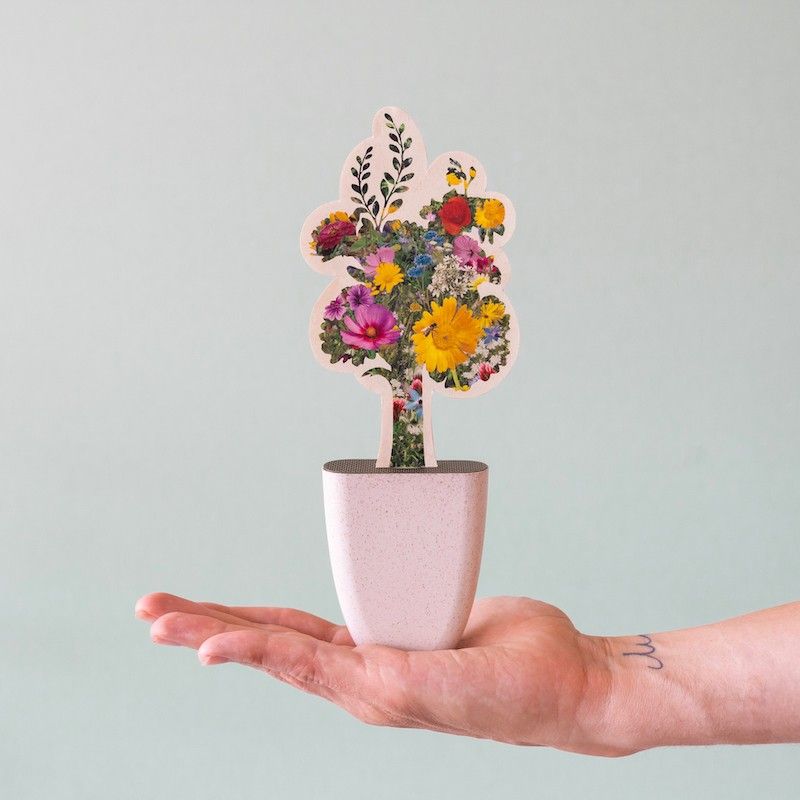 zaden-bijen-en-vlinder