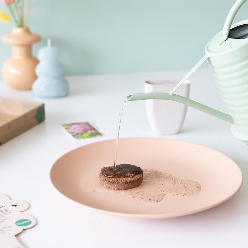 zaden-bijen-en-vlinder