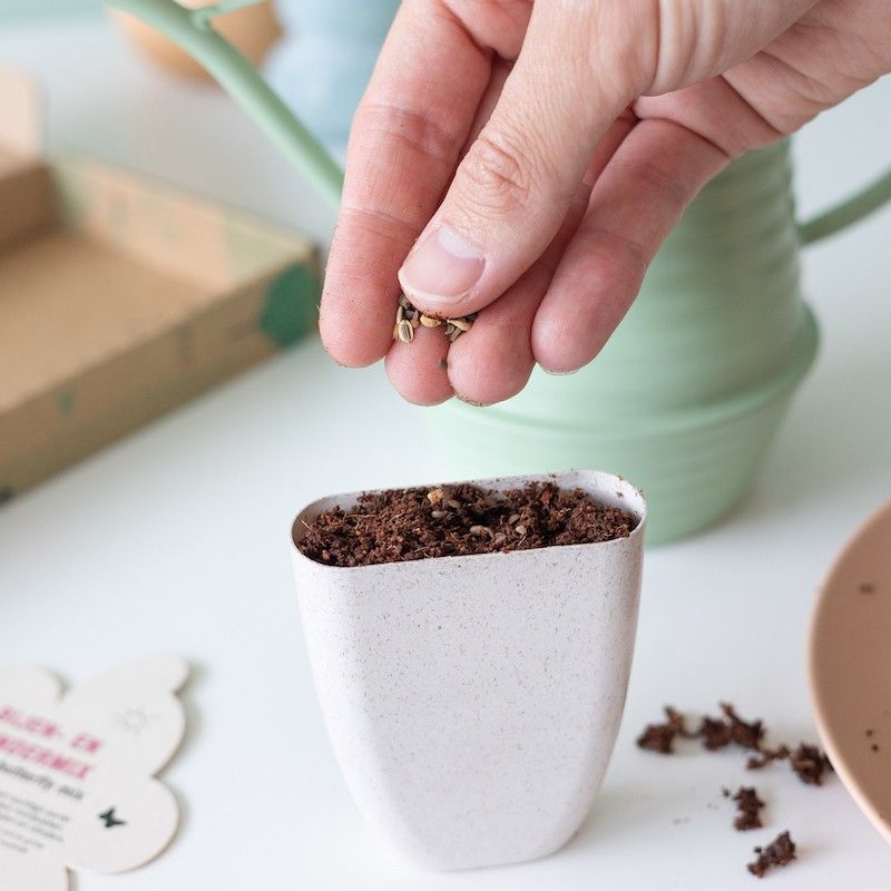 zaden-bijen-en-vlinder