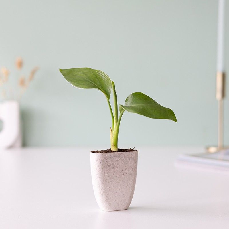 Brievenbus boompje Strelitzia in een potje gemaakt van olifantsgras