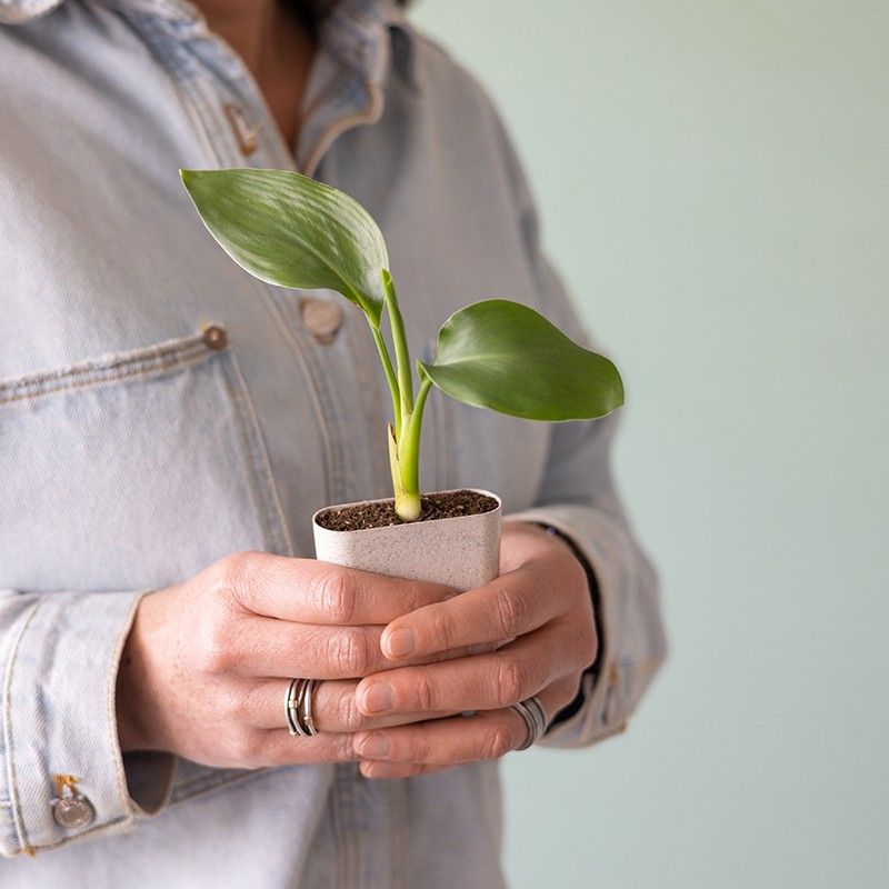 Brievenbus boompje Strelitzia in een potje gemaakt van olifantsgras