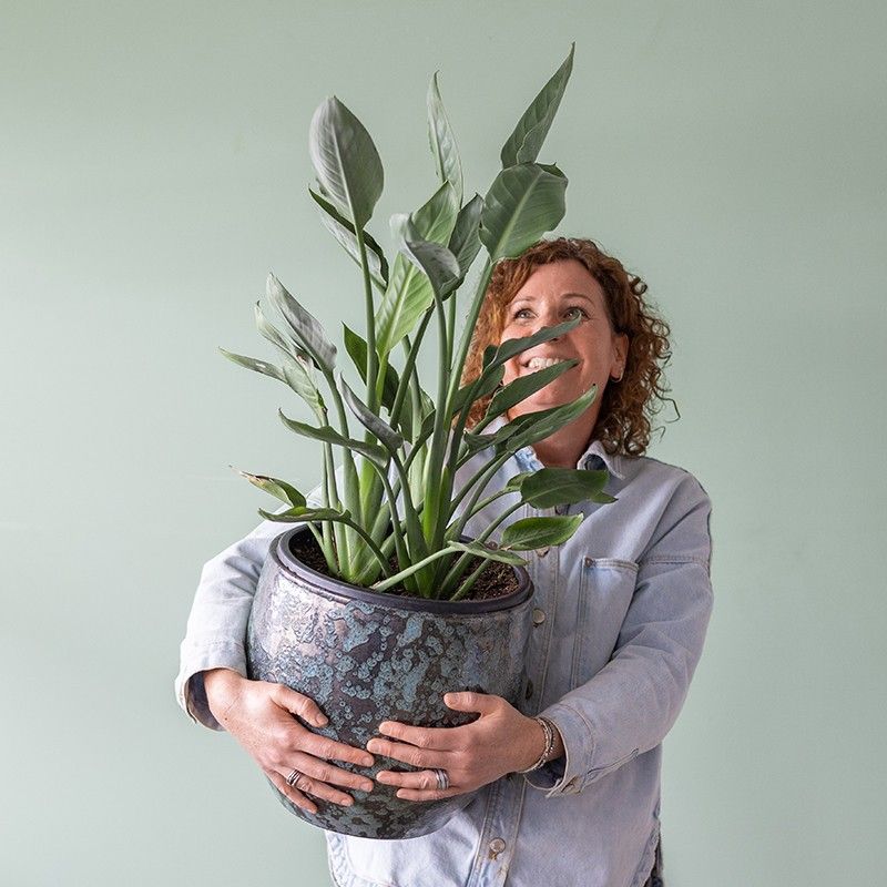 Brievenbus boompje Strelitzia in een potje gemaakt van olifantsgras