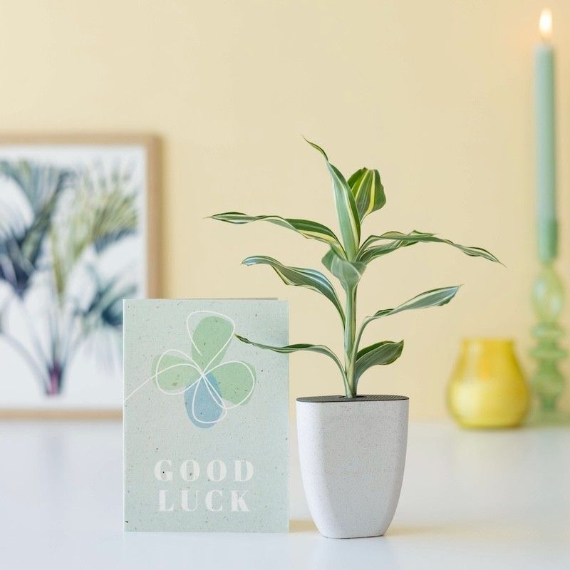 Brievenbus geluksboompje Dracaena sanderiana in een potje van olifantsgras