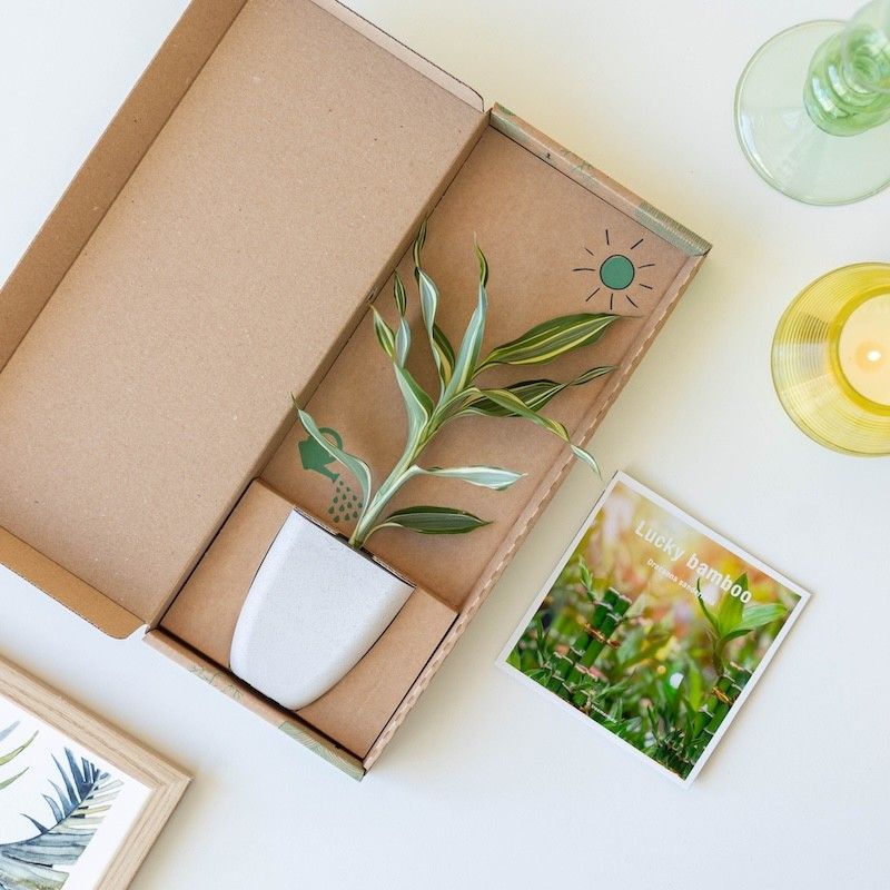 Brievenbus geluksboompje Dracaena sanderiana in een potje van olifantsgras