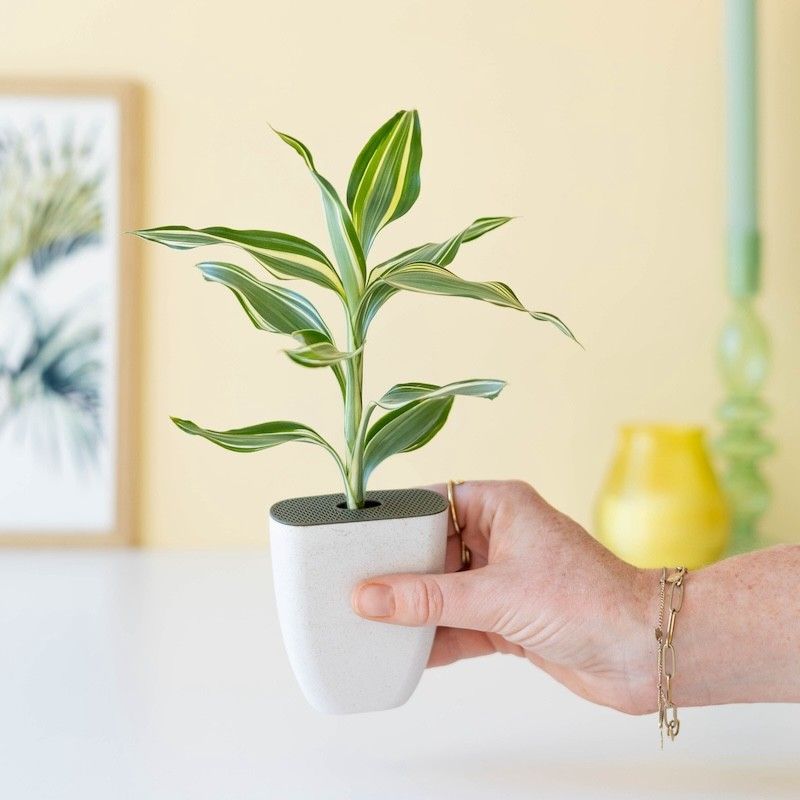 Brievenbus geluksboompje Dracaena sanderiana in een potje van olifantsgras