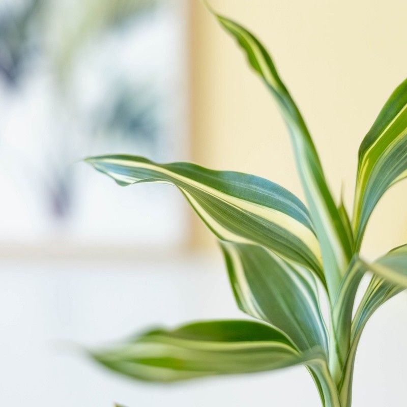 Brievenbus geluksboompje Dracaena sanderiana in een potje van olifantsgras