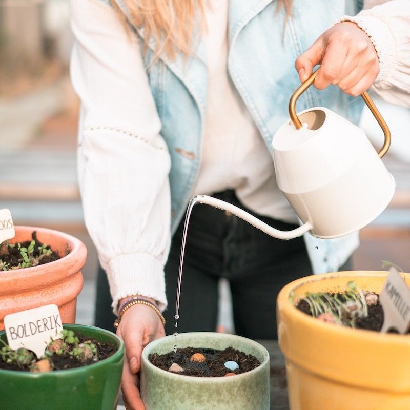Doosje met vier zaaibommetjes met biologische wilde zaden met de tekst for you erop