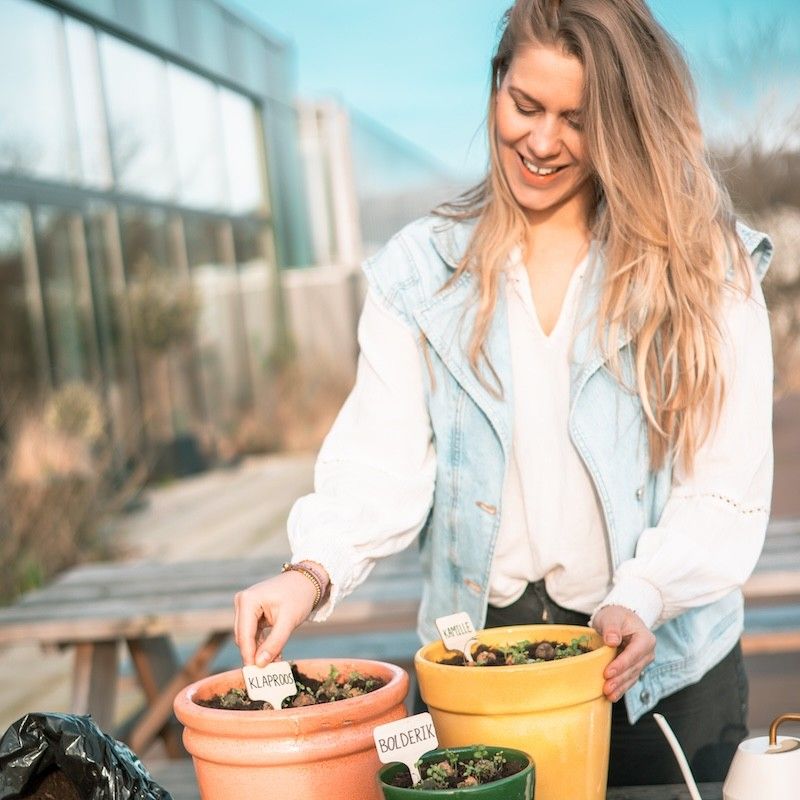Doosje met vier zaaibommetjes met biologische wilde bloemzaden met de tekst dankjewel erop