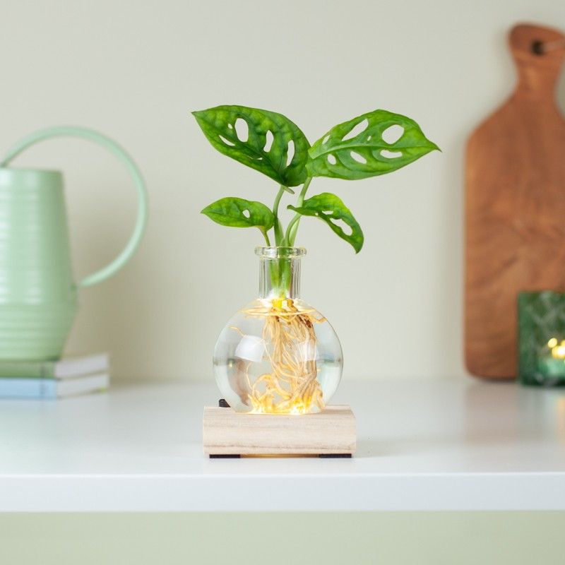 lichtplantje met houten plankje met licht, een vaasje en een monstera plantje op water
