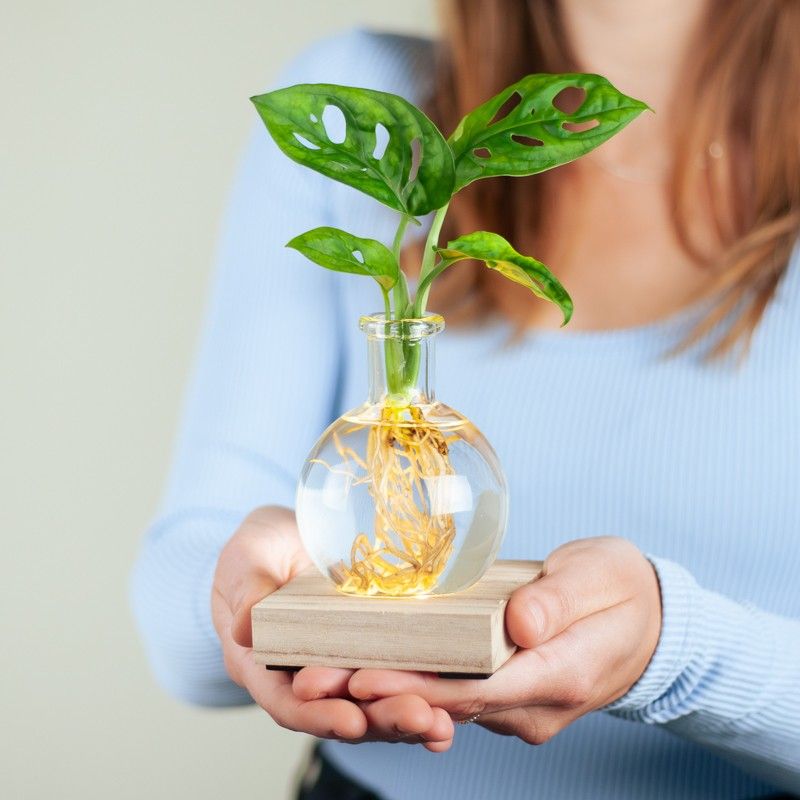 Tips verlanglijstje vrouw dit lichtplantje