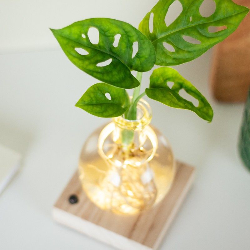 lichtplantje met houten plankje met licht, een vaasje en een monstera plantje op water