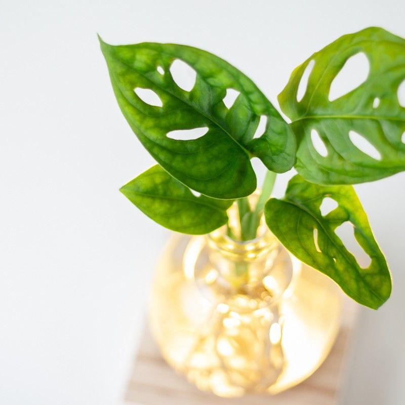 lichtplantje met houten plankje met licht, een vaasje en een monstera plantje op water