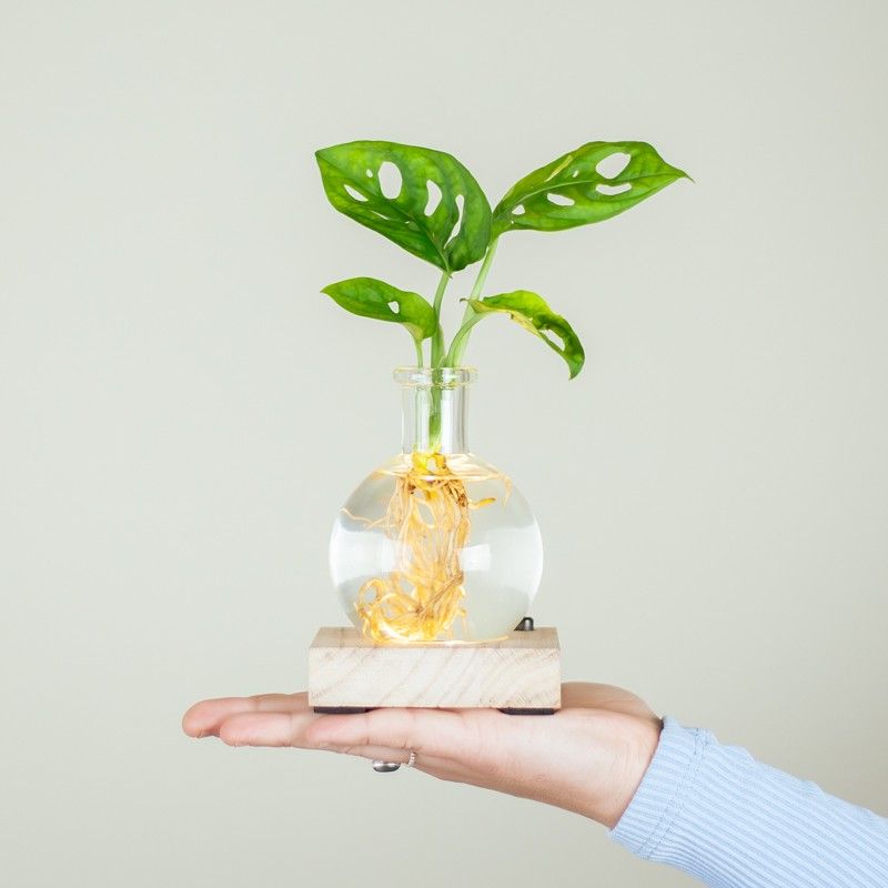 lichtplantje met houten plankje met licht, een vaasje en een monstera plantje op water